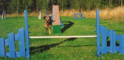 "Fia" älskar agility